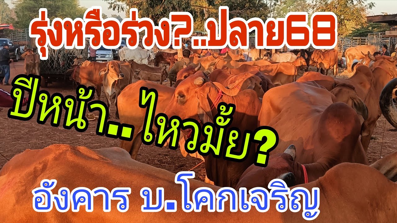 นัดส่งท้ายปี68 ยังแน่นสนาม วัวอ้วนสนาคตสดใส ราคาวัว อังคาร 23 ธ.ค.68 สนาม บ.โคกเจริญ
