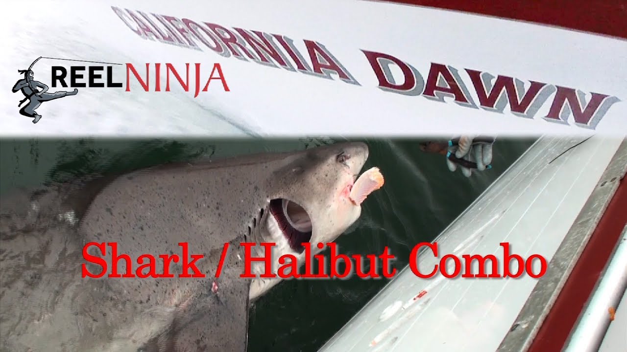 California Dawn 7 Gill Shark and Halibut Fishing