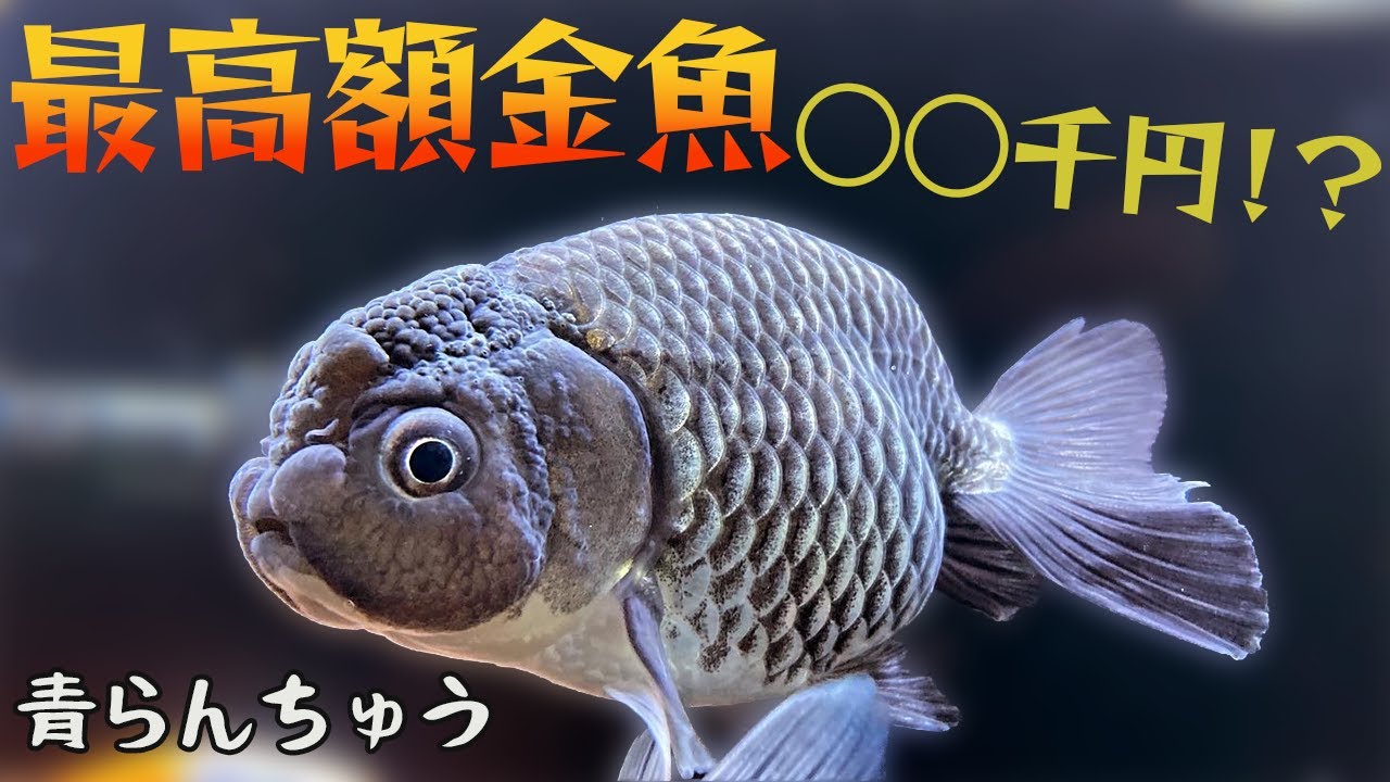 嫁が激怒！？また金魚（青らんちゅう）を買ってきてしまった...