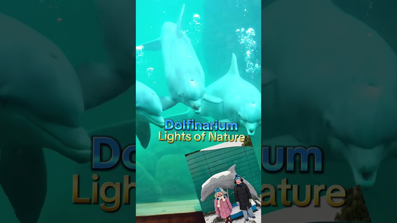 Dolfinarium Lights of nature : dag samenvatting