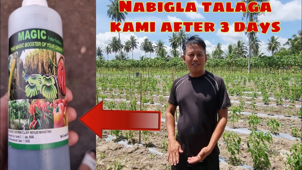 Magic foliar Fertilizer Testimony episode 1 | Franklin Hangcan