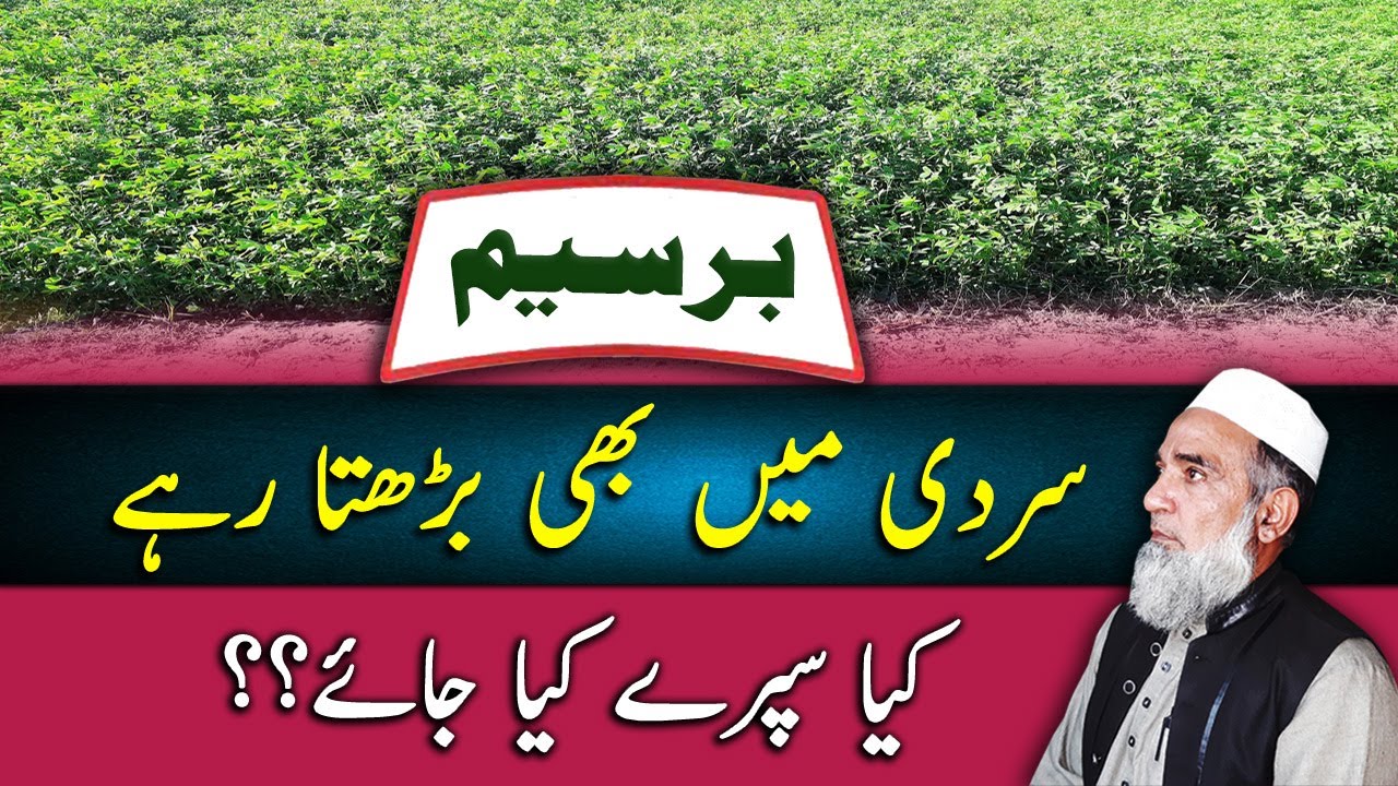 How to Avoid Frost Injuries in Berseem || Use of amino acids in berseem || Crop Reformer