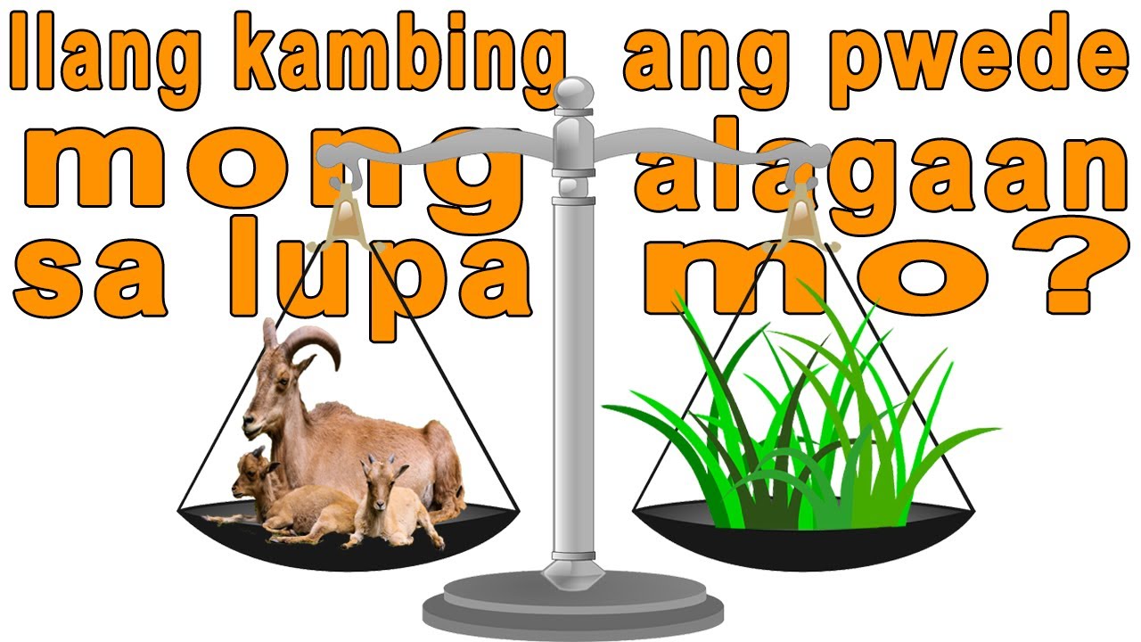 Gaano karaming kambing ang kaya mong alagaan sa Lupa mo?