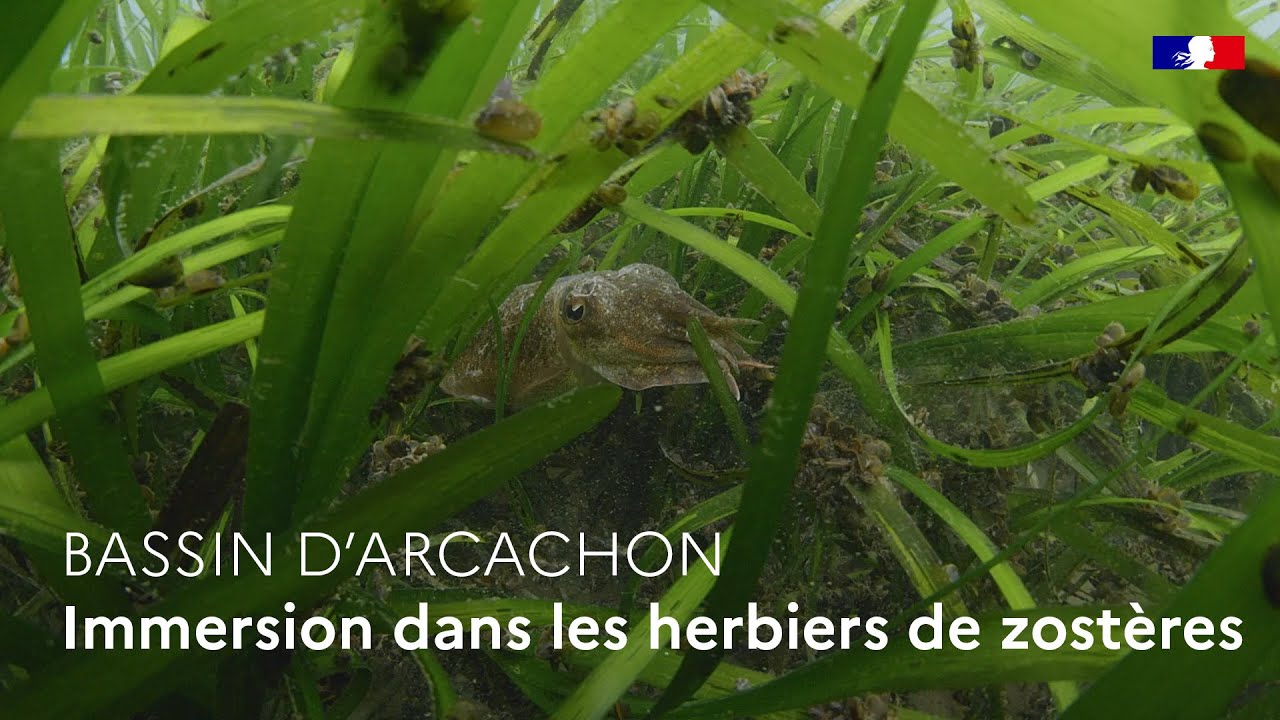 Immersion dans les herbiers de zostères du Bassin d’Arcachon