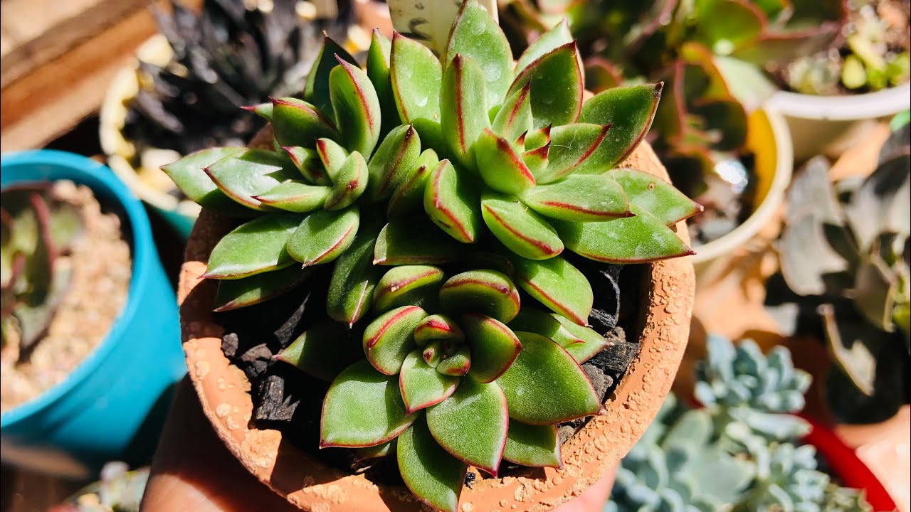 SUCULENTAS e o SOL de 40 graus/ QUAIS os CUIDADOS que devemos ter para NÃO QUEIMAR nossas plantinhas