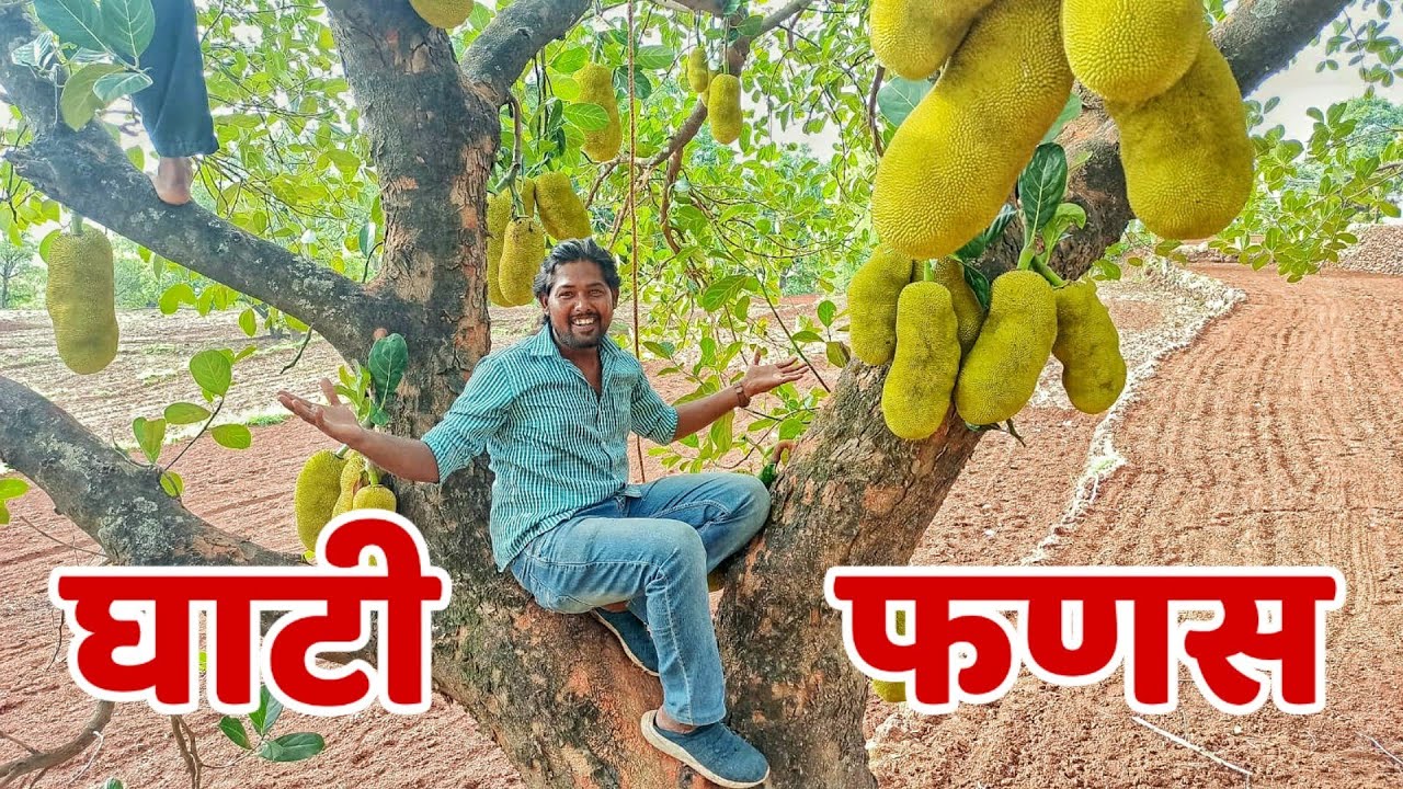 घाटी फणस । Yk Vlogger |