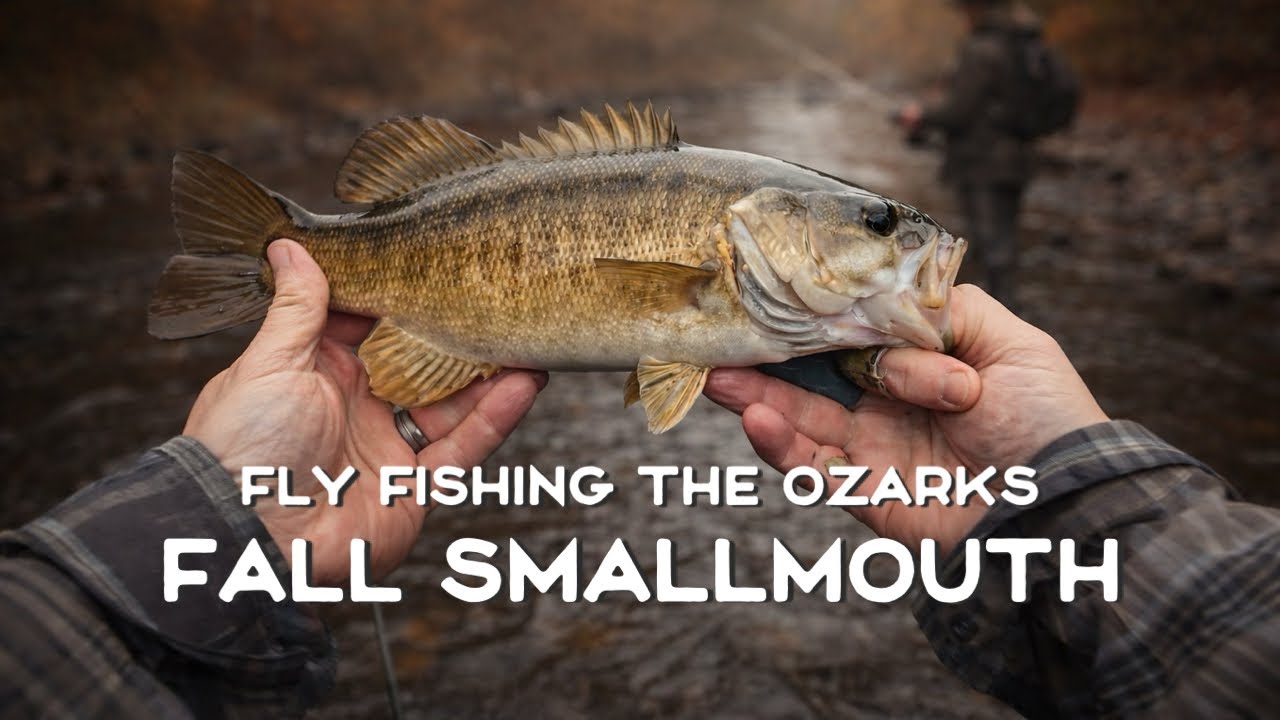 Chasing Ozark Bronze: Fall Fly Fishing for Smallmouth