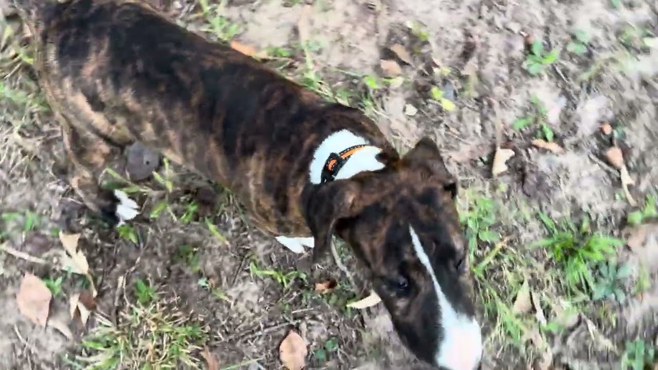 🐾 Bull Terriers on the Farm! Deer Feeder Surprise 🎯 | Funny Puppy Reactions