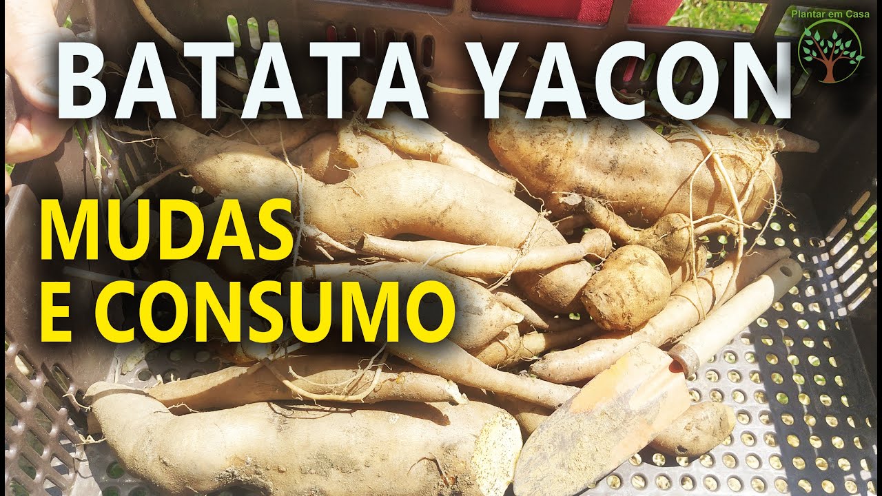 Batata Yacon Mudas e Derivados para você conhecer