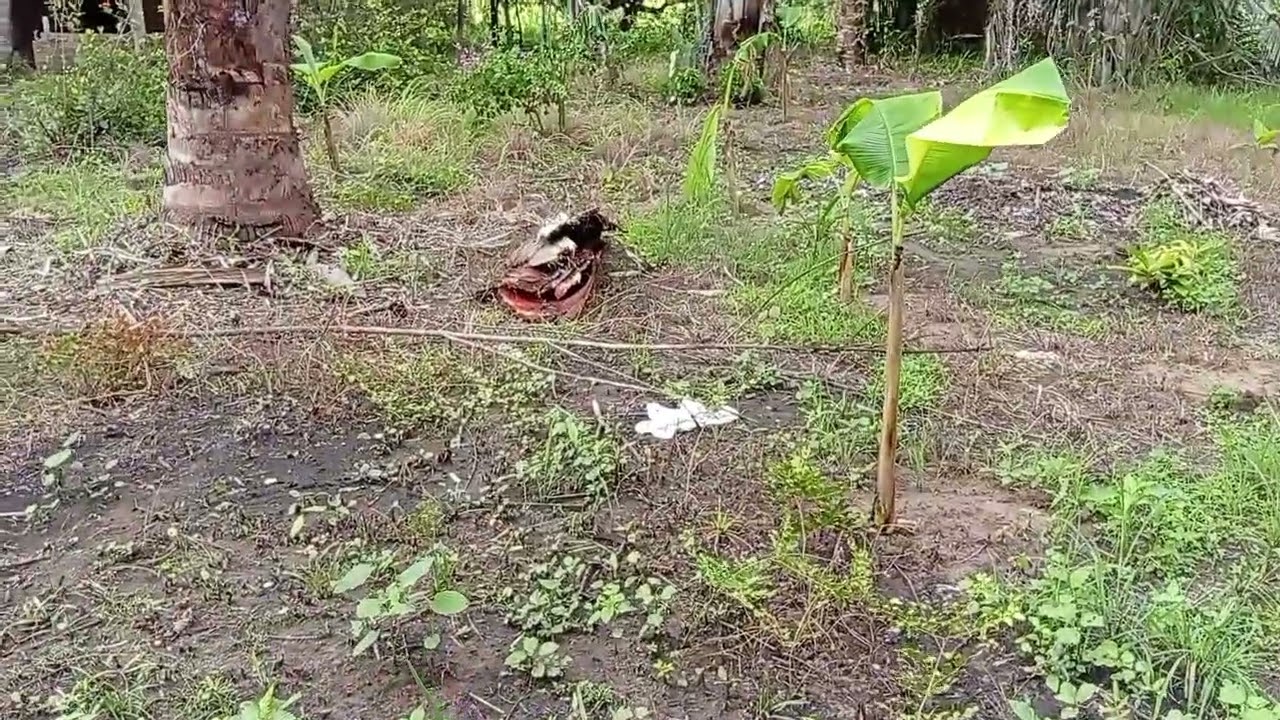 Mais um vídeo no meu pequeno sítio plantando planta 🪴🌺 que Deus abençoe sempre