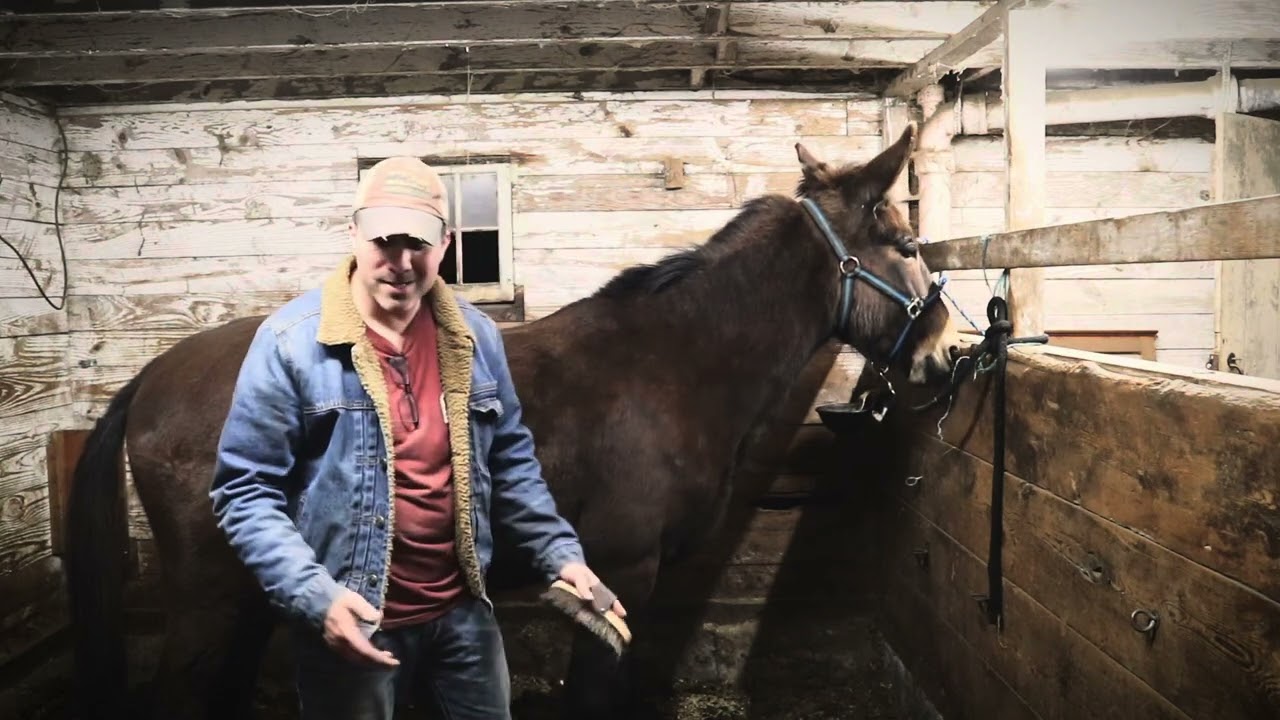 Training our mule to run barrels