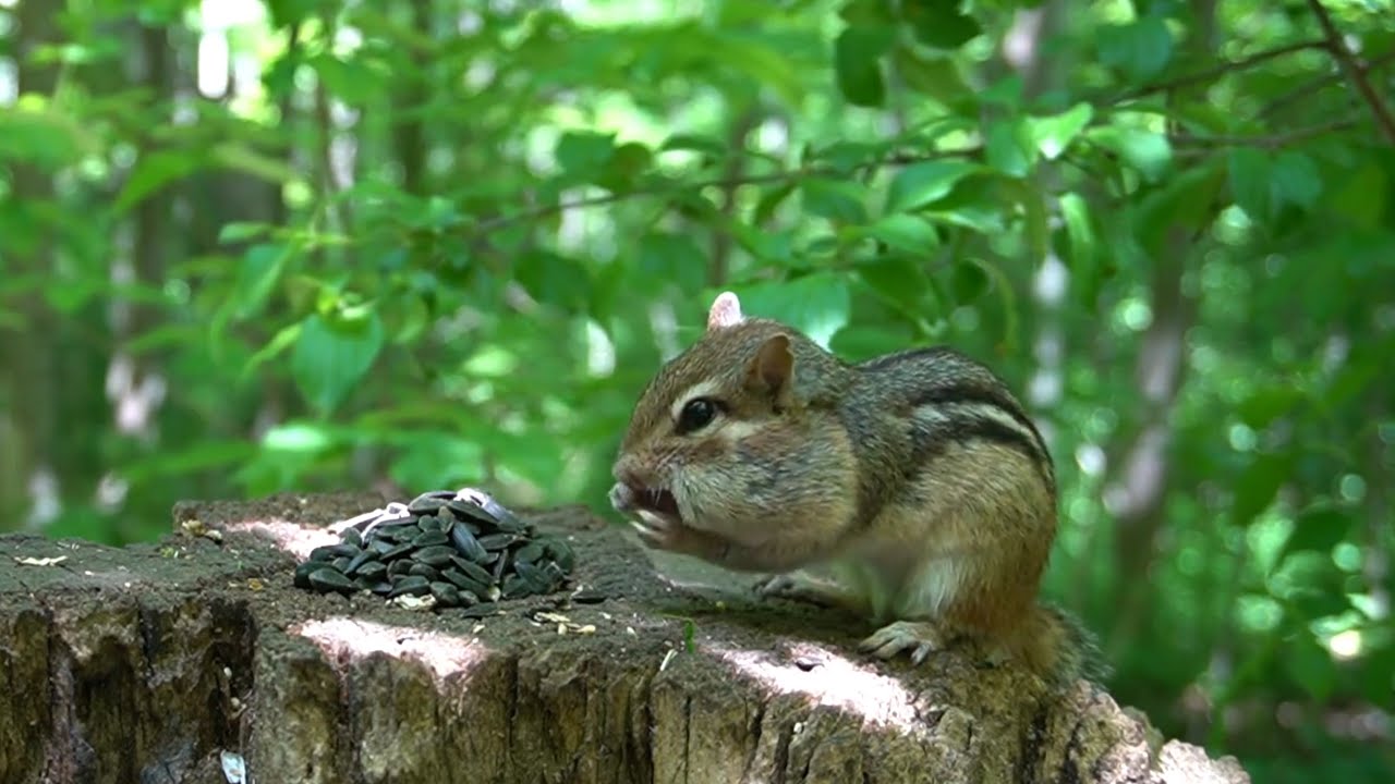 Forest Animals - 10 Hours of Chipmunks and Squirrels - June 07, 2022