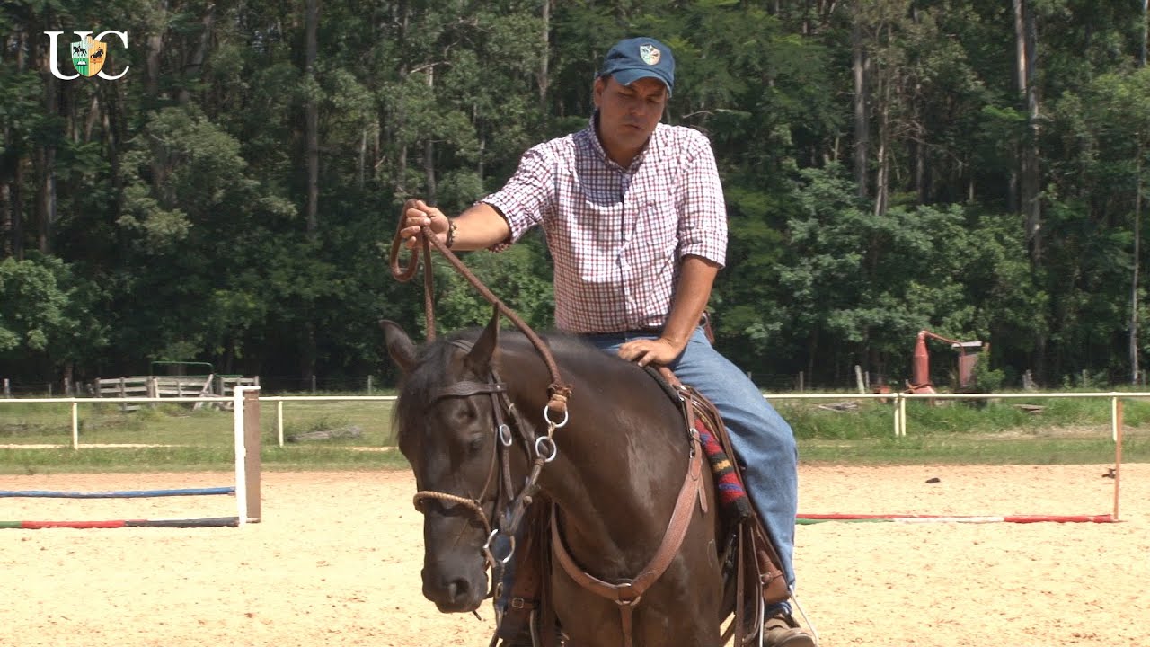 TV UC - Rédea de pescoço para seu cavalo de cavalgada