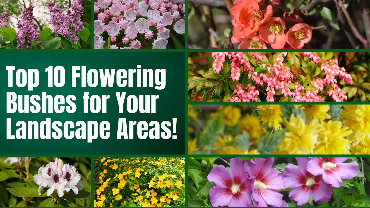 Top 10 Flowering Bushes for Your Landscape Areas 🌻