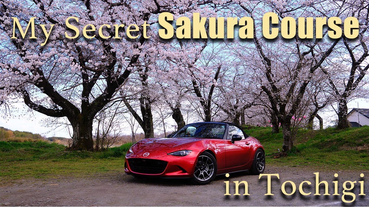 Japan’s Local Sakura Paradise in Tochigi | POV Drive in an MX-5