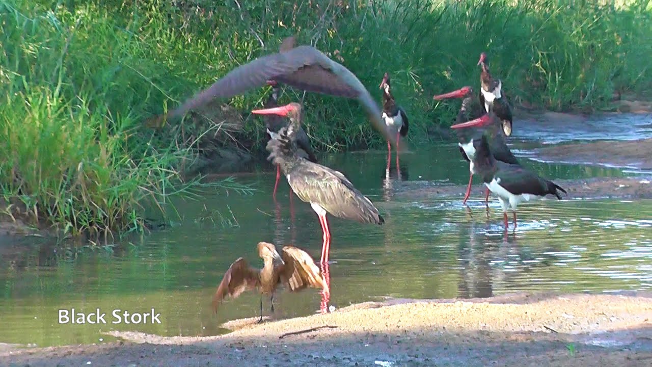 SOUTH AFRICA Black Stork, Open-billed Stork and Woolly-necked Stork (Kruger n.p.)