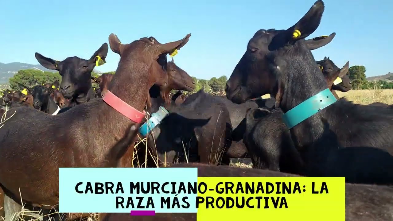 La mejor cabra lechera española: raza murciano-granadina