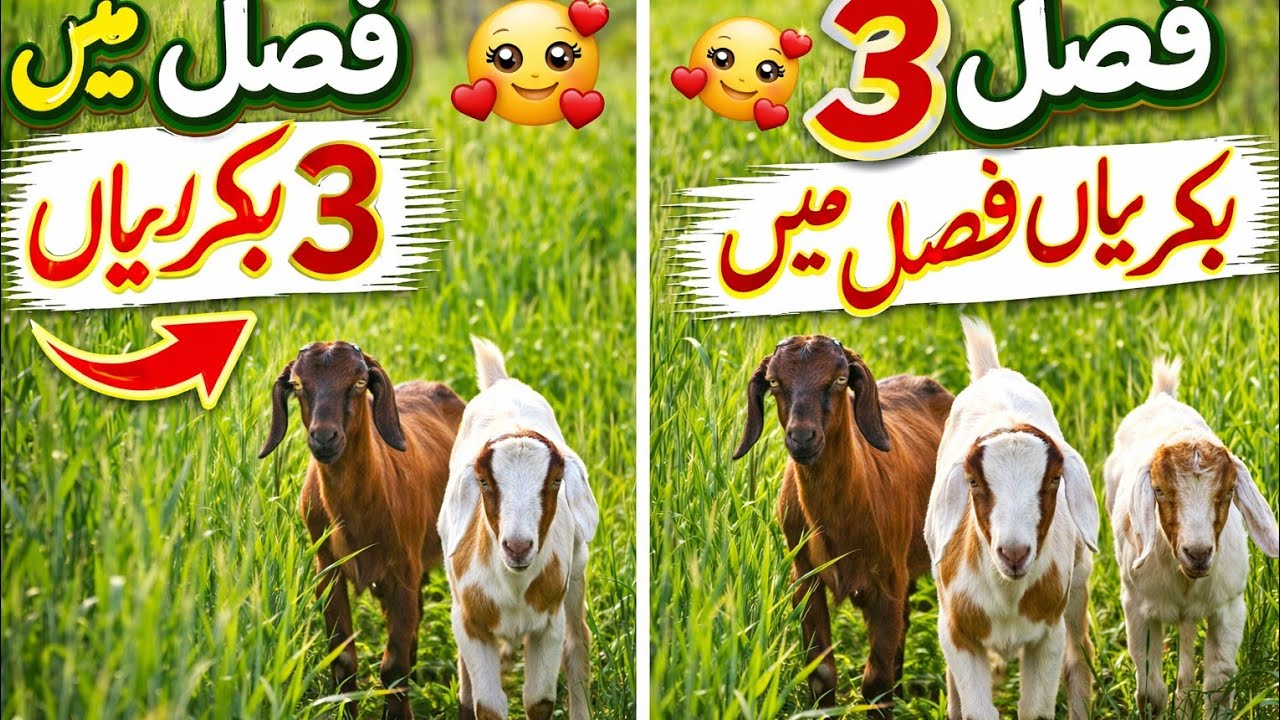 Free Goats in Green Fields 🐐🌾 | Desi Farming#uk#whitegoat #farmanimal #beautifullgoats #villagelife 