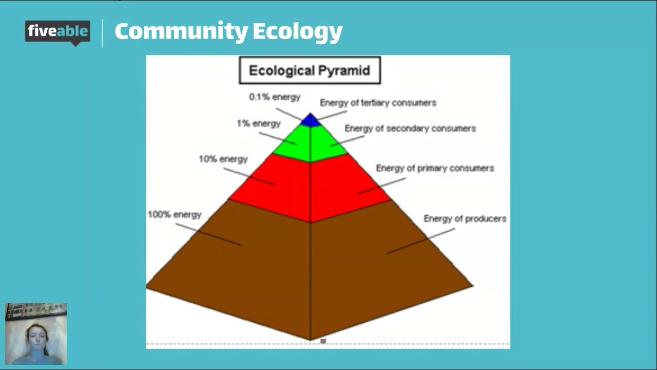 AP Biology Community Ecology Review — Trophic Levels & Energy Flow