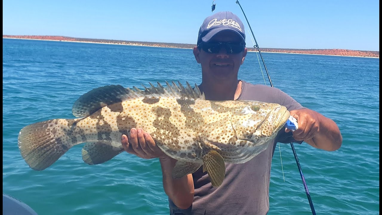 SHARK BAY FISHING - BOATING - 4WD & MARINE LIFE