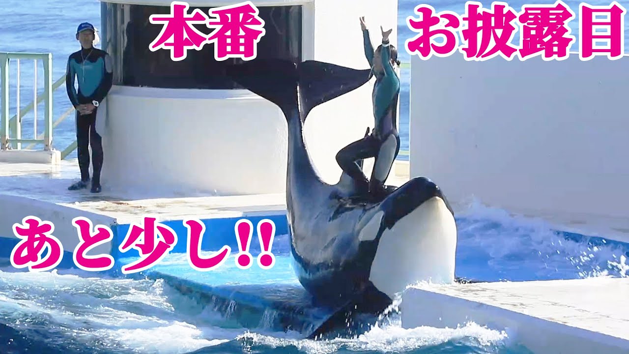 ルーナと本番お披露目もぅちょっと!! 鴨川シーワールド シャチトレーニング KamogawaSeaWorld  orca killerwhale