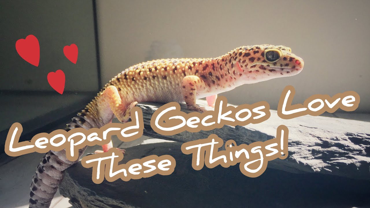 8 Things Leopard Geckos LOVE! ❤️❤️
