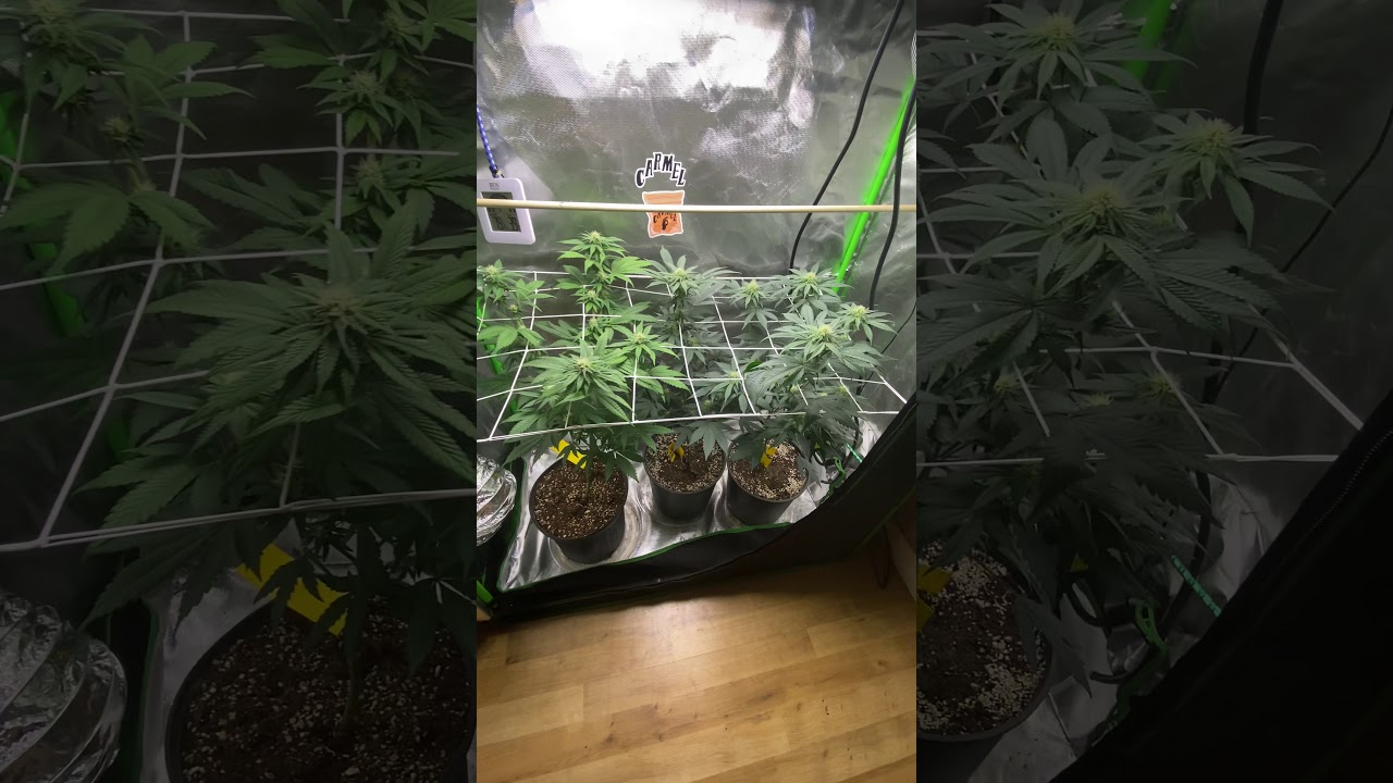 MARS HYDRO CUP DAY 20 flower