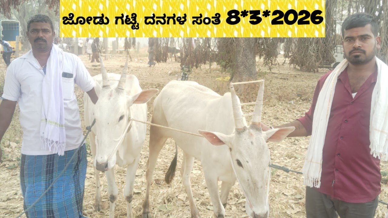 ಜೋಡು ಗಟ್ಟೆ ದನಗಳ ಸಂತೆಯ  ಸೊಬಗು#8*3*2026#@ indian hallikar
