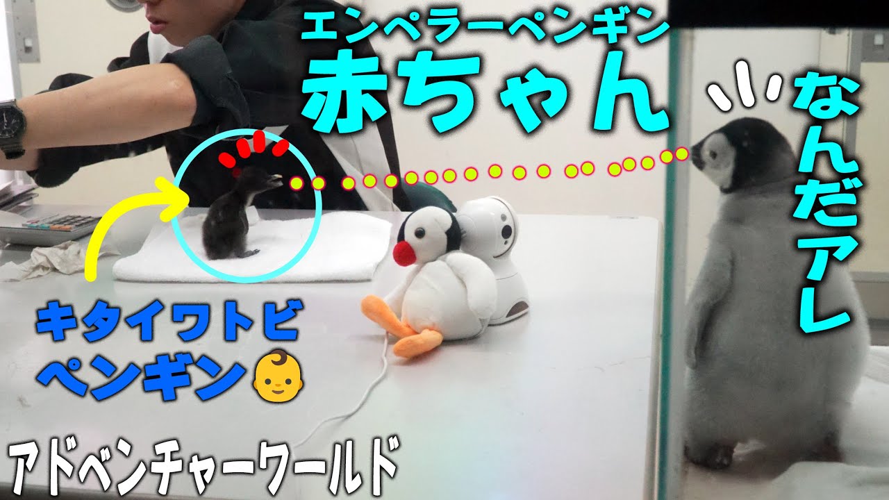 【また黒い子がきた～】エンペラーペンギン赤ちゃんがじっと見つめるイワトビペンギンの赤ちゃん・アドベンチャーワールド