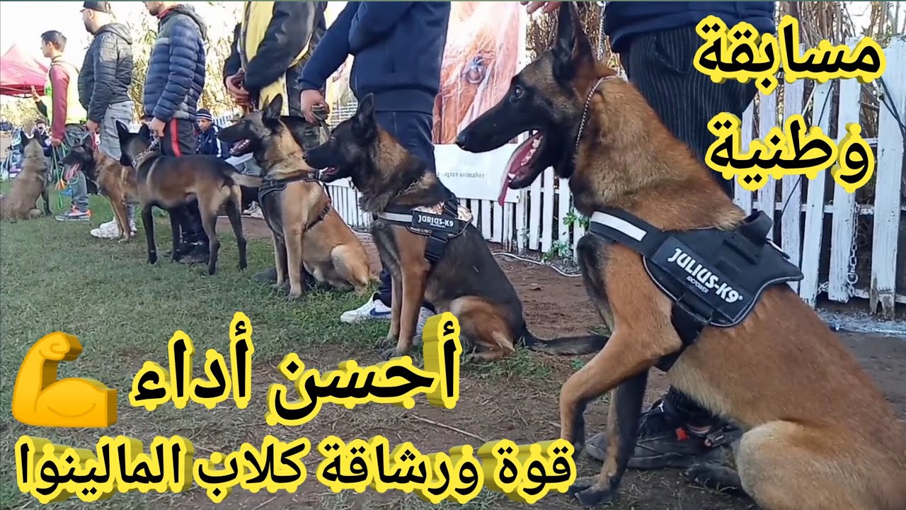 كلاب المالينوا تملأ أرضية المسابقة شاهد أجواء المسابقة بمركز تدريب الكلاب رغاية .