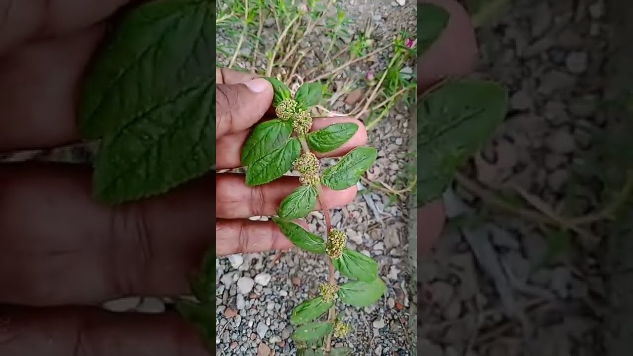 #ammanpacharisi #shorts #herbhelp