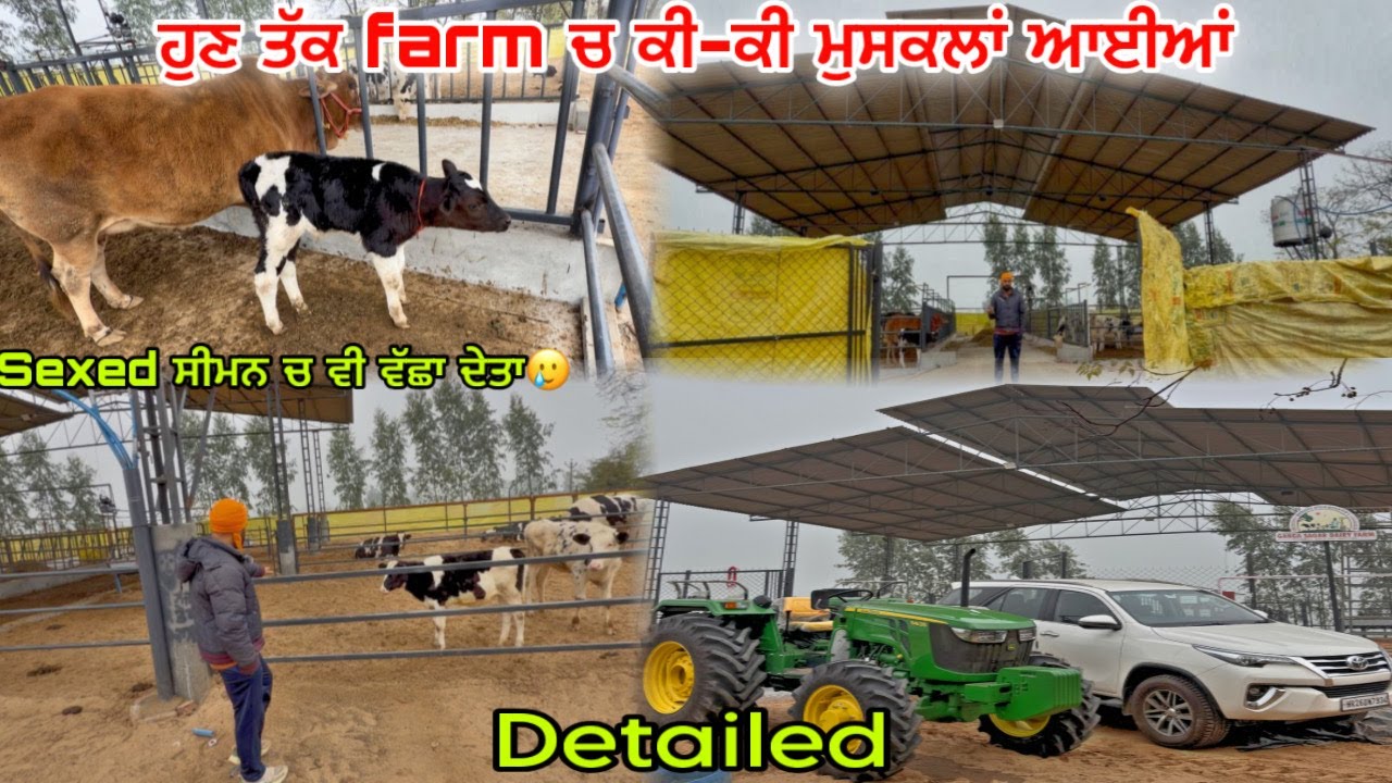 ਫਾਰਮ ਚ ਗਾਵਾਂ ਛੱਡਣ ਤੋਂ ਲੈ ਕੇ ਹੁਣ ਤੱਕ ਕੀ-ਕੀ ਮੁਸਕਲਾਂ ਆਈਆਂ ॥ Ganga Sagar Dairy farm #vlog #newvideo 
