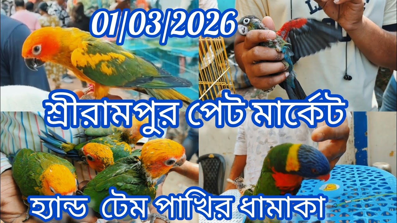 Today Shrirampur Pet Market 🦜 Exotic Birds at Cheapest Price 🐦 01/03/2026🐦 হ্যান্ড টেম পাখির ধামাকা🦜