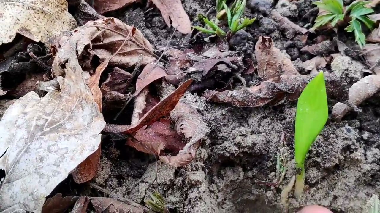 Vorsondierung Morchelgebiet im März mit ersten Zeigerpflanzen