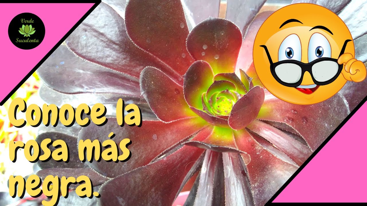 Y aprende cómo hacerla crecer y propagarla.