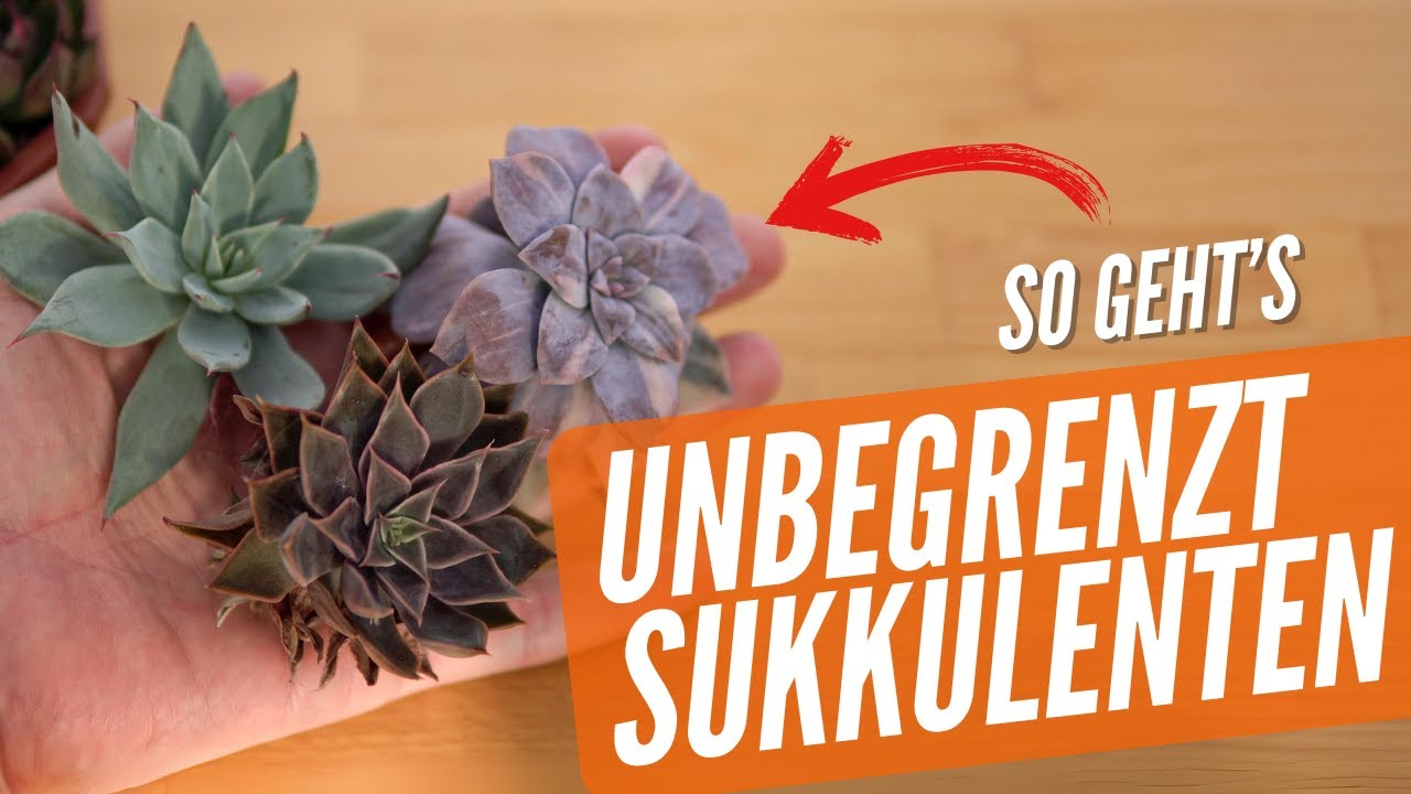 Sukkulenten vermehren: So machst du perfekte Ableger!