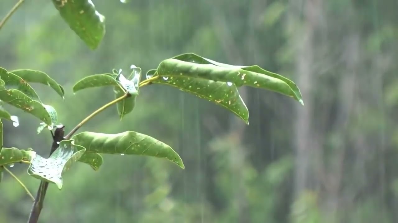 Rain Rain Rain relaxing sound for a better sleep