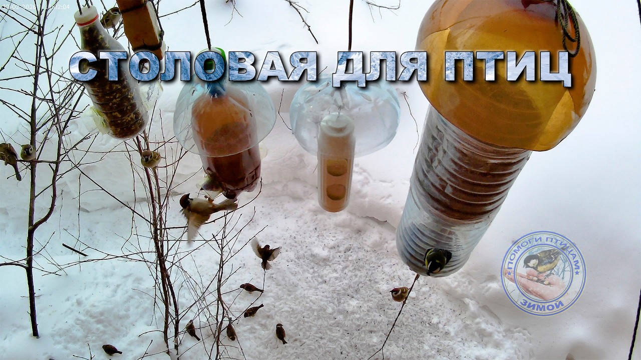 Кормушка для птиц 12 февраля 2026 года (04)