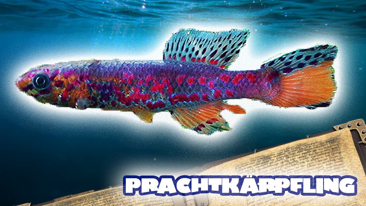 FISCHE AUS DER PLASTIKDOSE - SCHWALBENSCHWANZ-PRACHTKÄRPFLING | FISCHENZYKLOPÄDIE | ZOO ZAJAC