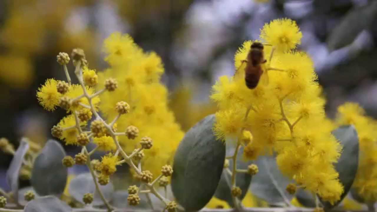 Selecting an apiary site - a 'how to' video from the Honey Bee & Pollination Program