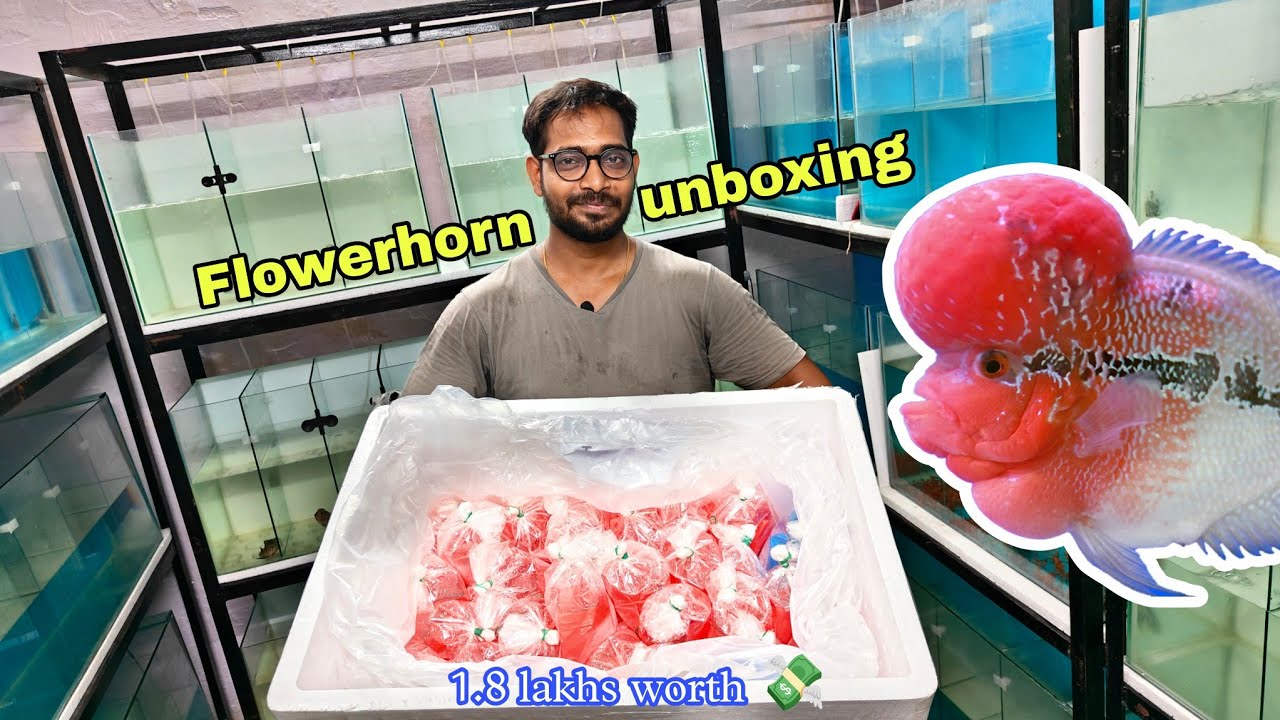 1.8 lakhs worth Thailand box unboxing | Flowerhorn | தமிழ்