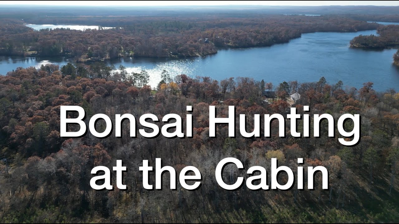Bonsai Hunting at the Cabin:  Dave's Bonsai E259