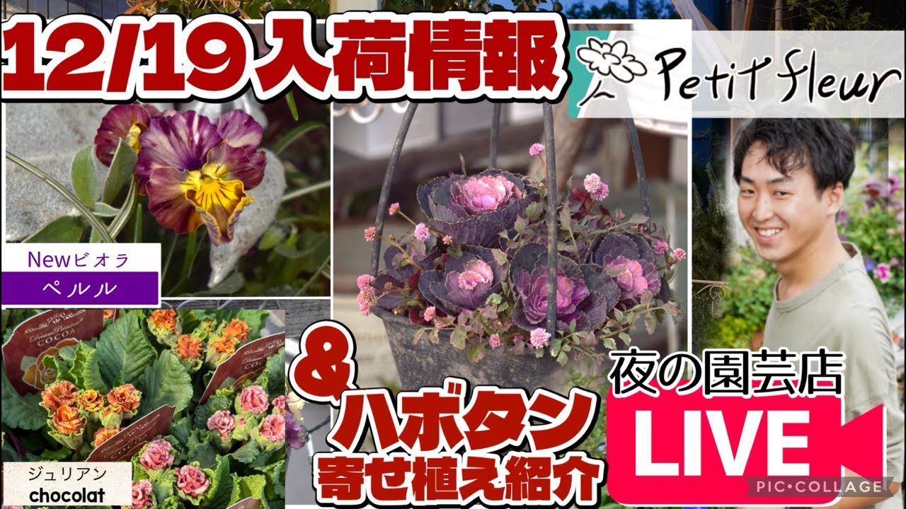 【入荷情報】お洒落ジュリアンや絞り模様ビオラ！ハボタン寄せ植え一挙紹介！