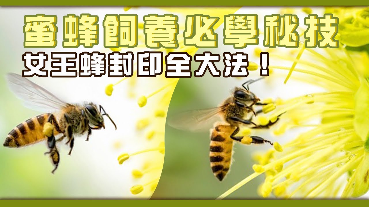 蜜蜂飼養必學秘技 ！？女王蜂封印全大法！｜女王蜂 養蜂 bee