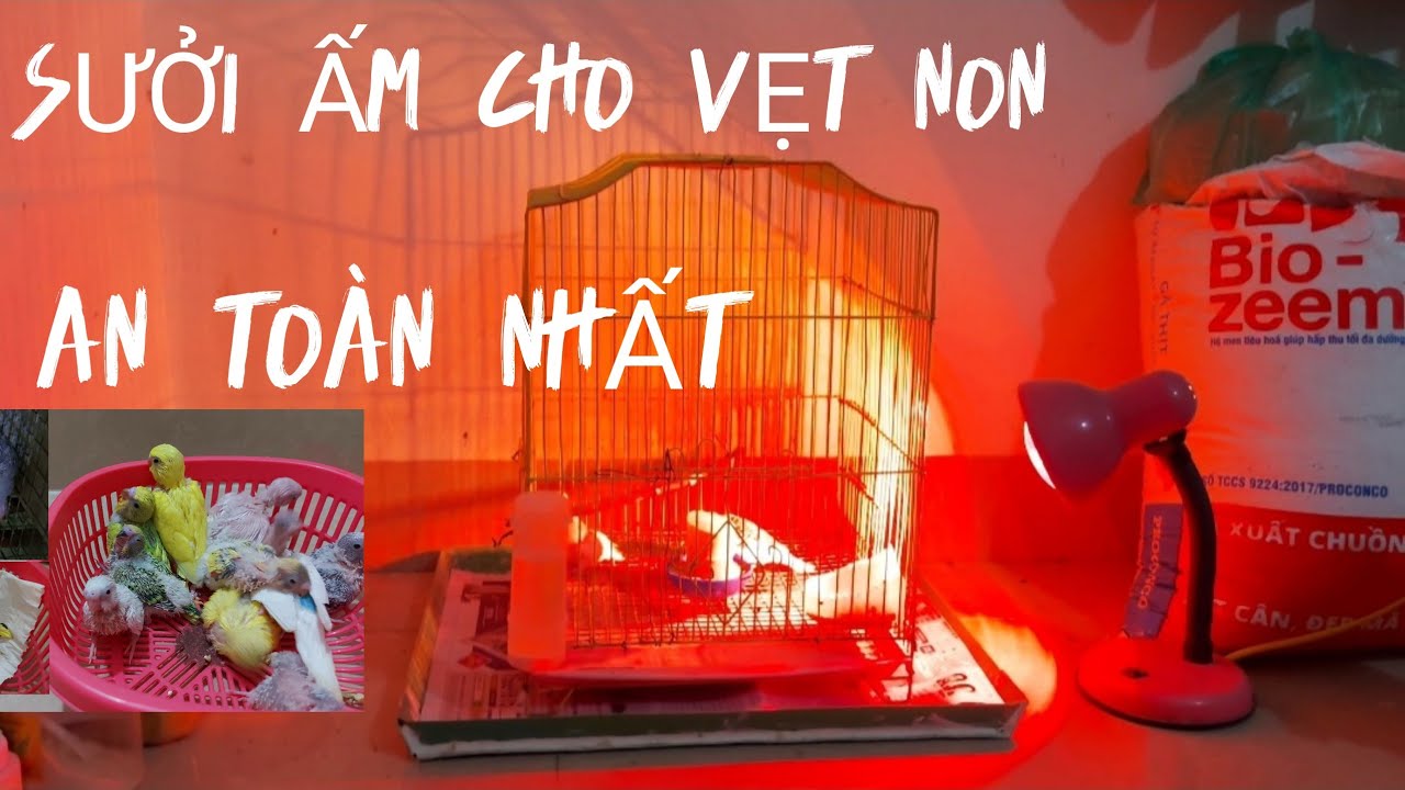Sưởi Ấm Cho Vẹt  Non Thích Hợp Nhất. Bóng Bao Nhiêu W Là Đủ?