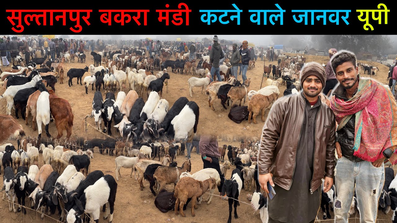 कटने वाले जानवर 17/01/26 | सुल्तानपुर बकरा मंडी उत्तर प्रदेश 😍 | Sultanpur Goat Market | Ziya Vlogs 