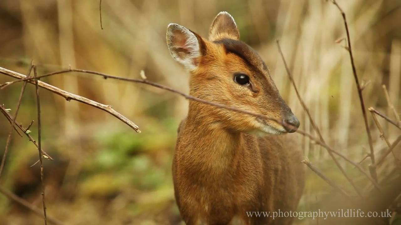 WILDLIFE - Muntjac Deer HD