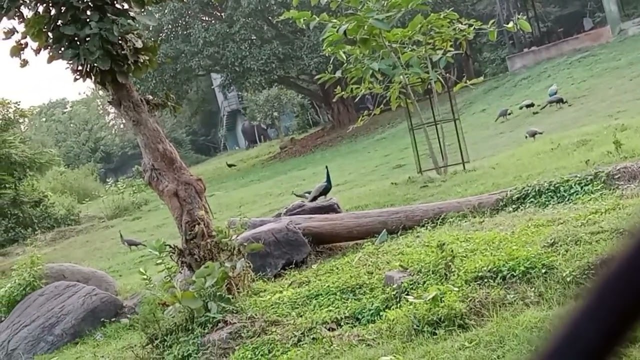 এখানে কি কি animal দেখলে 