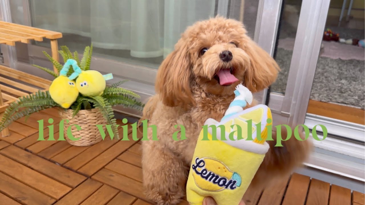 Life with a Maltipoo 🤎💛💚 Weekend vlog ☀️🐾🍋🤎🍃