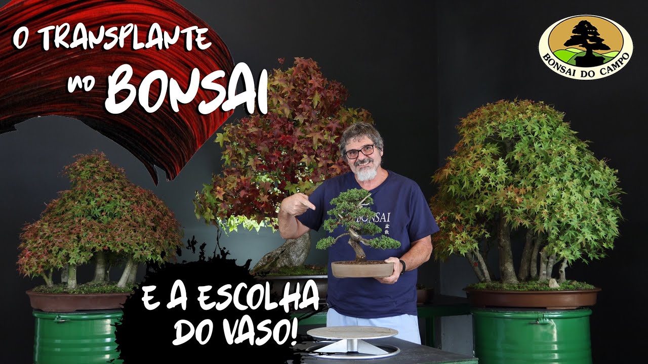 O TRANSPLANTE NO BONSAI E A ESCOLHA DO VASO